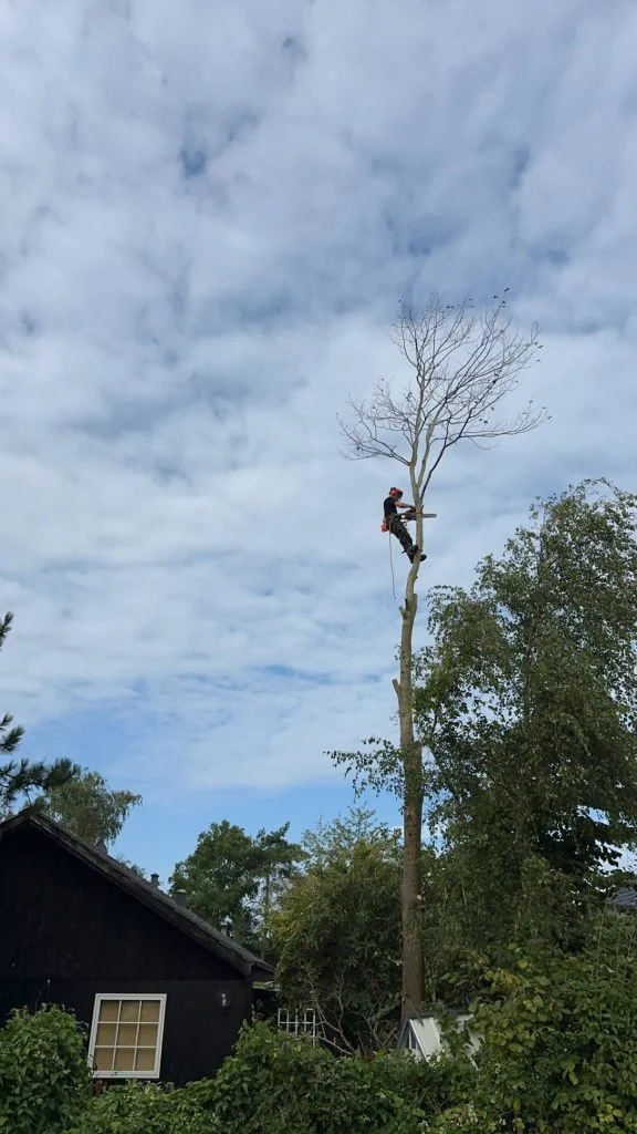 Træfældning, 3N Anlæg, billede 1